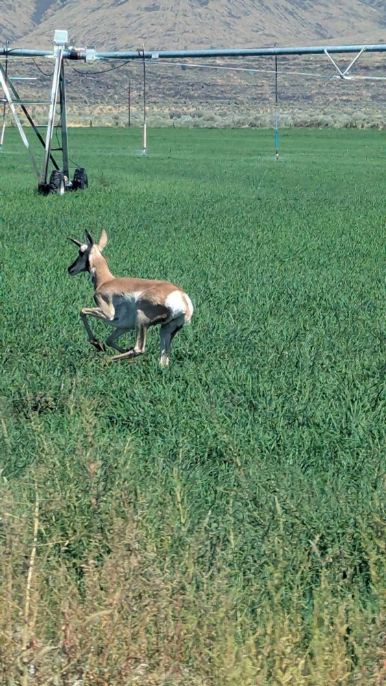 A pronghorn antelope runs beside the truck.