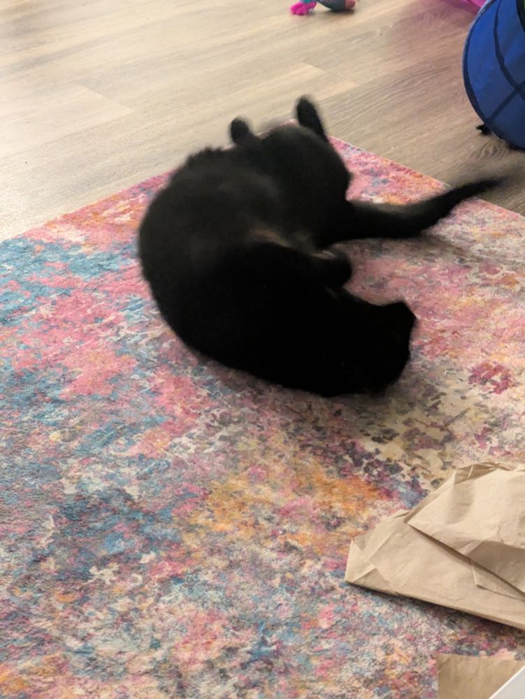 A black cat is rolling around on her back on a colorful rug. She's mostly a blur but her spine is definitely in a weird twist.