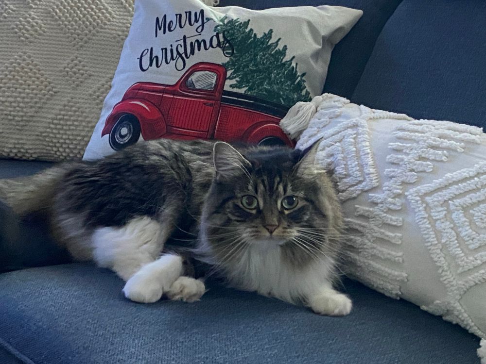 Siberian forest cat lying on sofa, Merry Christmas pillow in background
