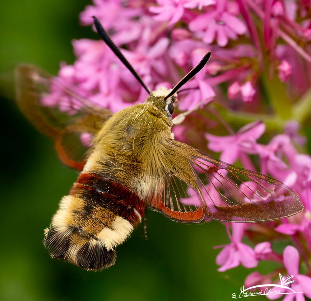 A photo of a Hawkmoth that is hovering in front of some small pink flowers. The moth has a light brown body with a dark claret band around the middle. Its wings are transparent with a red band along the bottom edge.