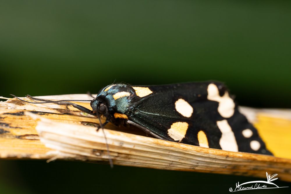 A photo of a dark coloured tiger moth on a dried lily stem. The moth is black with cream splotches across its wings