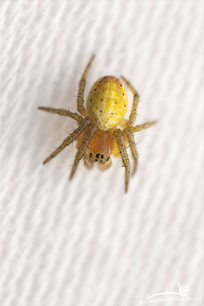 A photo of a tiny spidering that is yellow in colour