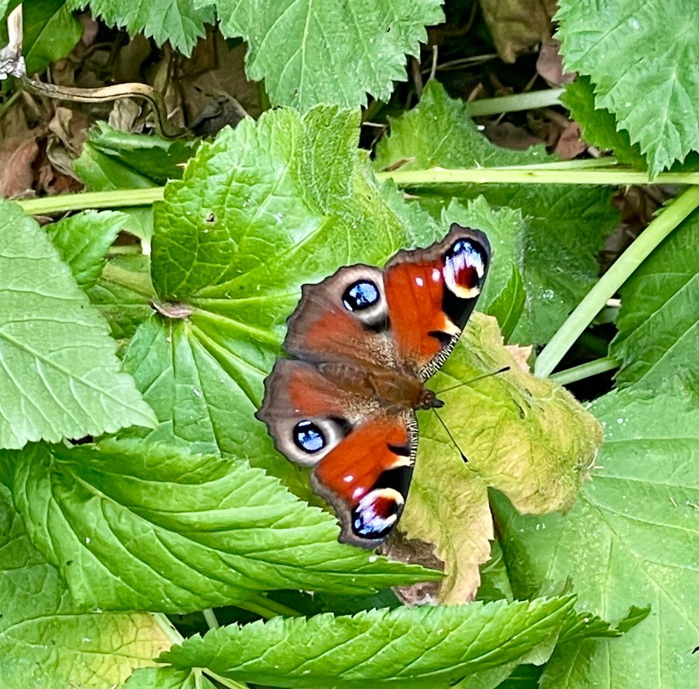 A photo of a brightly coloured butterfly called a Peacock