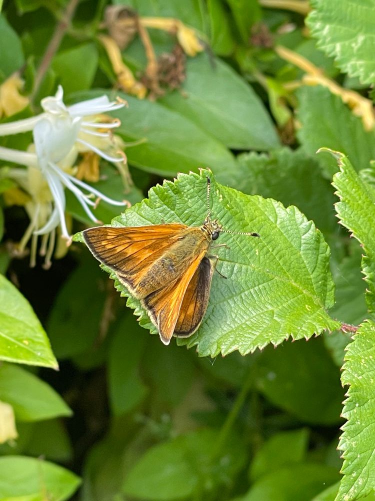 A photo of an orangey brown butterfly on a green leaf. Its main body is light brown with soft hairs covering it