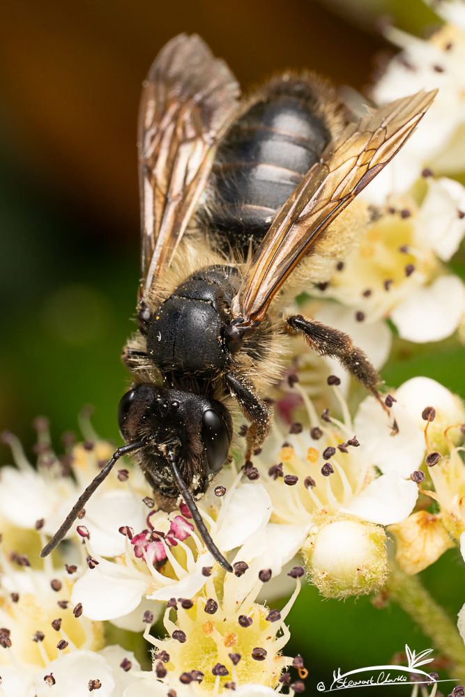 A photo of a dark coloured bee sat on a cream coloured flower