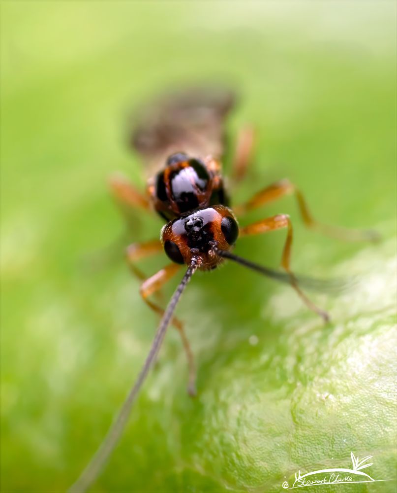 A photo of a small wasp sat on a green leaf. It has black eyes bordered by a bronze red rings. 