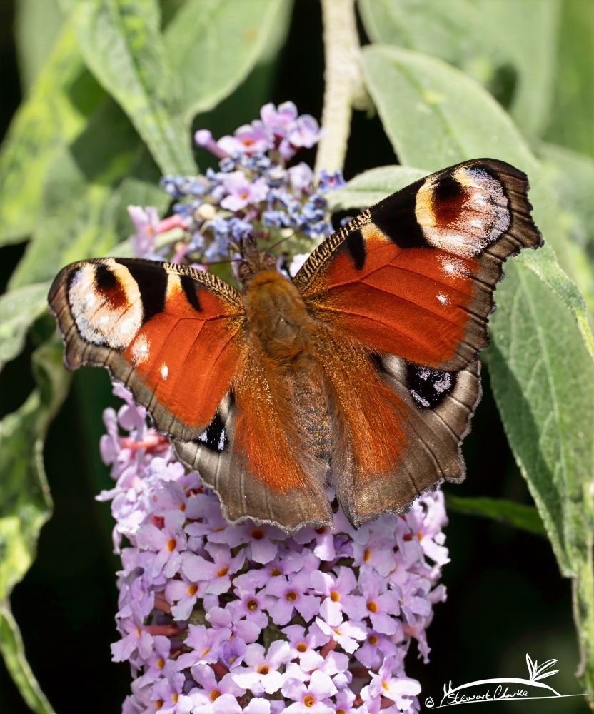 A photo of a brightly coloured butterfly that has a burnt orange base colour and four eyespots - one on each of its four wing sections. It is sat on a pink flower stem
