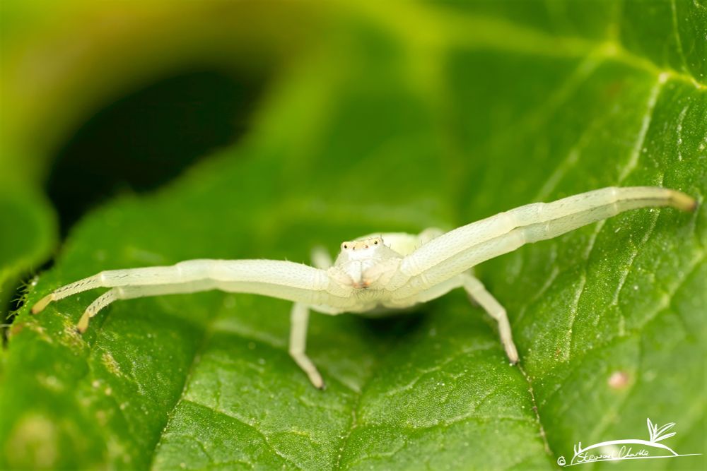 A photo of a crab spider with its front legs extended to the side. It is a pale cream colour and sat on a green leaf