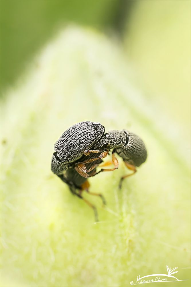 A photo of some small black weevils that live on Hollyhock plants