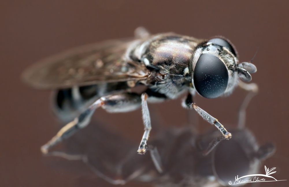 A photo of a fly on a glass surface. The fly has big black eyes and you can see its reflection in the glass underneath. 