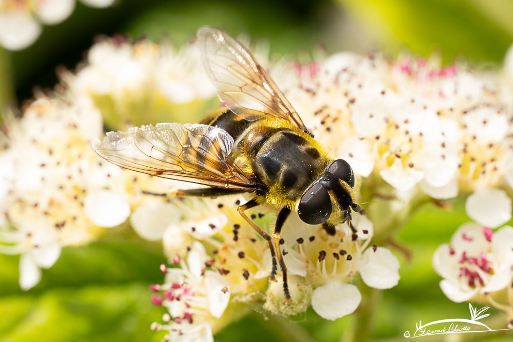 A photo of a hoverfly sat on a cream coloured flower 