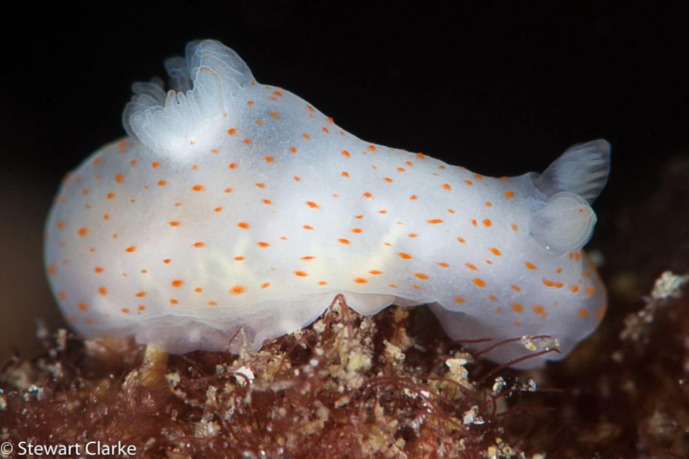 A photo of a sea slug that is white with a series of small orange spots all across its body. 