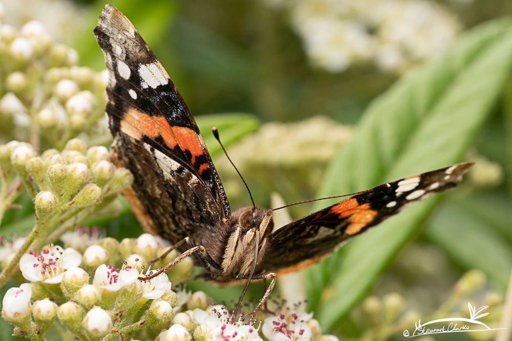 A photo of a butterfly feeding on nectar. Its wings have bright red bands amongst black wings with white patches