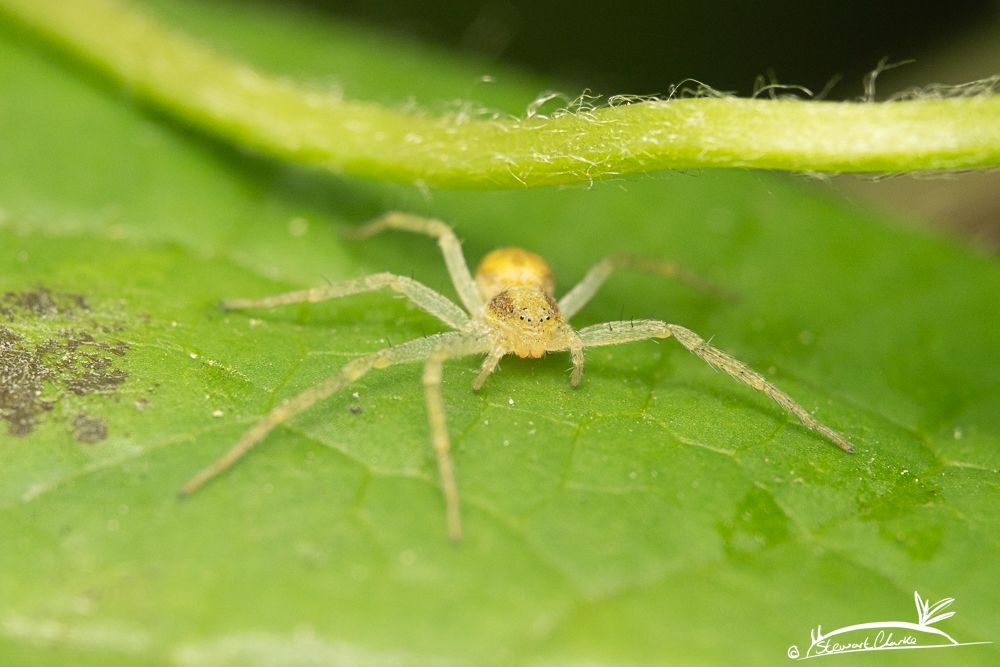 A photo of a yellow tinged spider on a green leaf