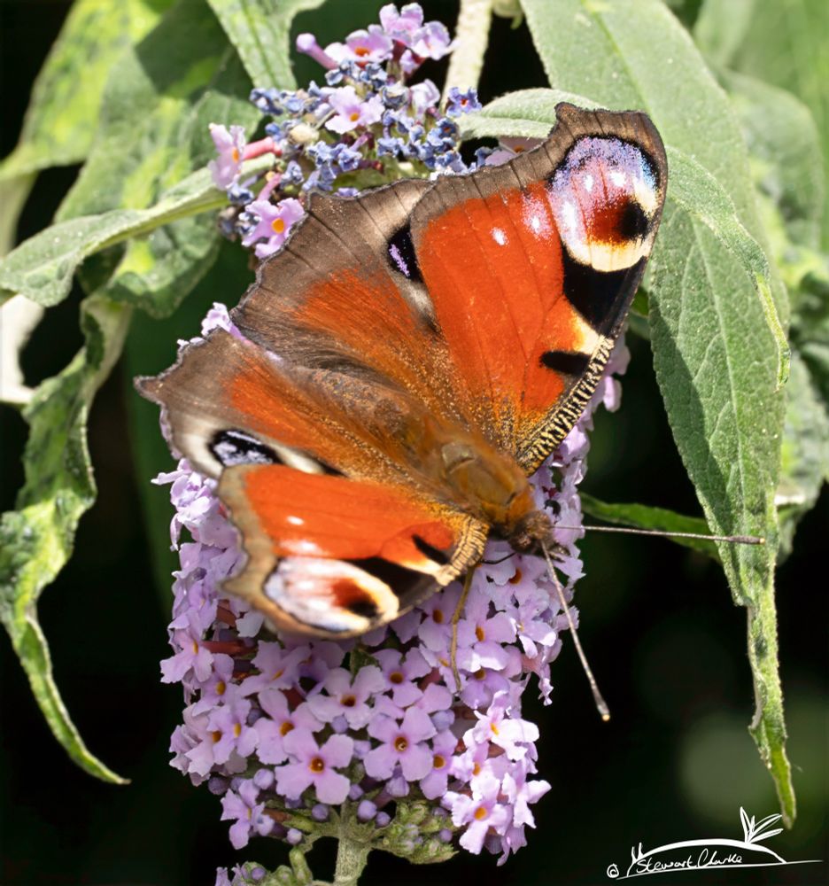 A photo of a brightly coloured butterfly that has a burnt orange base colour and four eyespots - one on each of its four wing sections. It is sat on a pink flower stem