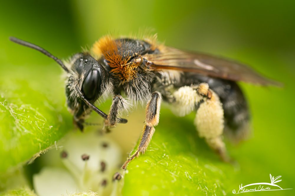 A photo of a small bee that has a golden brown coloured section just behind its head