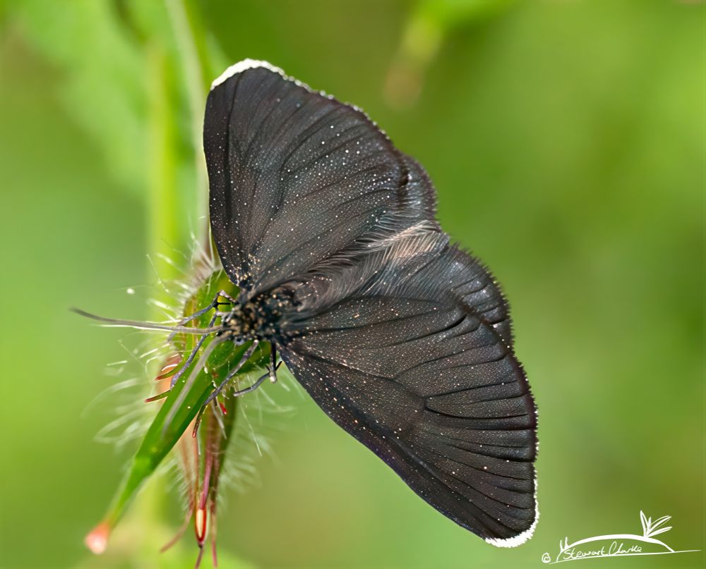 A photo of a moth on a flower bud. The moth is mainly charcoal black with a small white patch on each wing tip