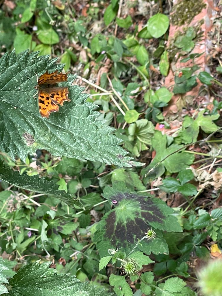 A photo of an orange butterfly with dark markings across its wings. This on is a Comma