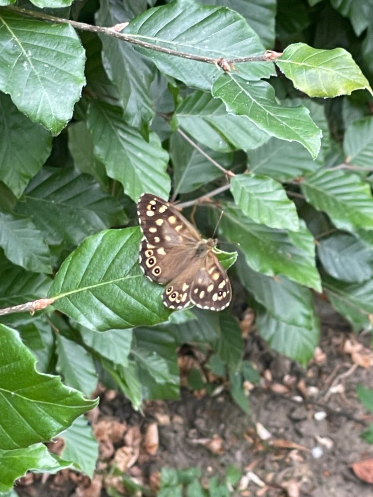 A photo of a brown butterfly with yellowish spots that is called a Speckled Wood