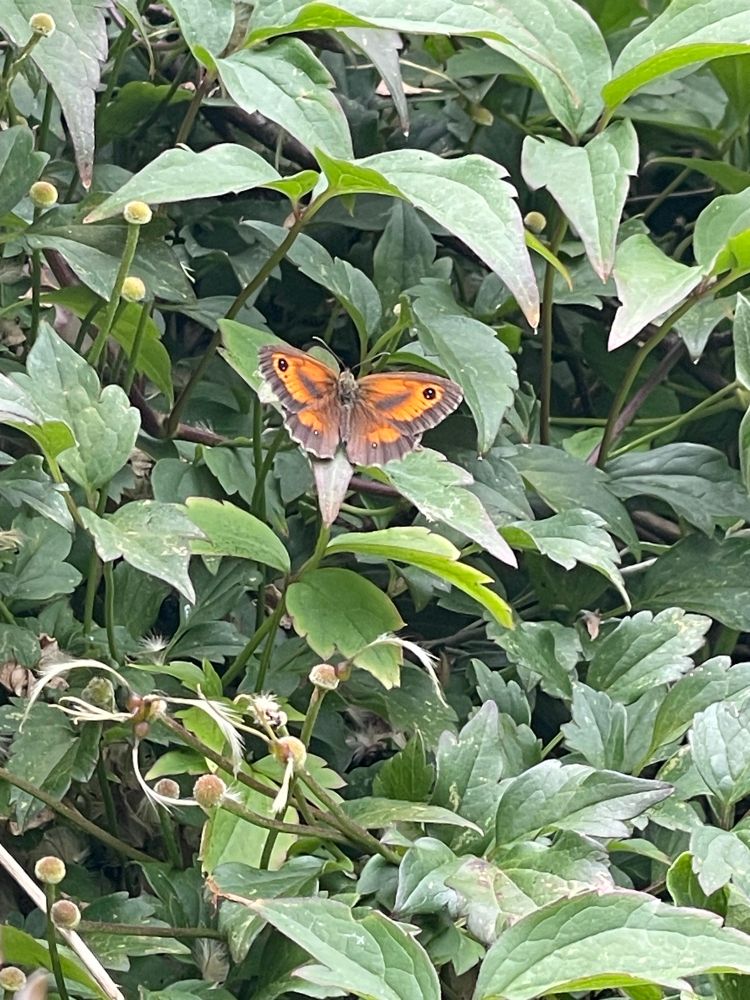 A photo of a orange and brown butterfly called a Gatekeeper