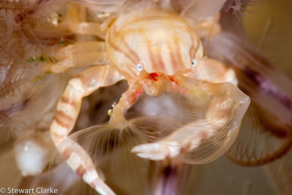 A photo of a small cream coloured crab that has brown bands across its arms and carapace.