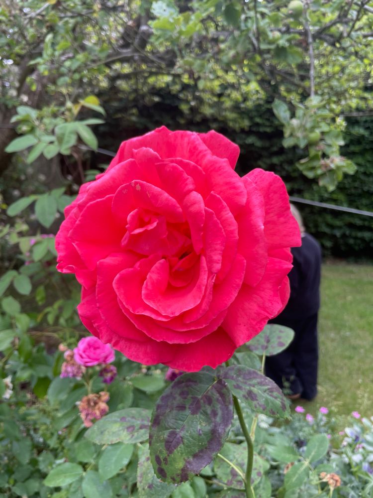 A photo of a pinky red rose that measures 5” across