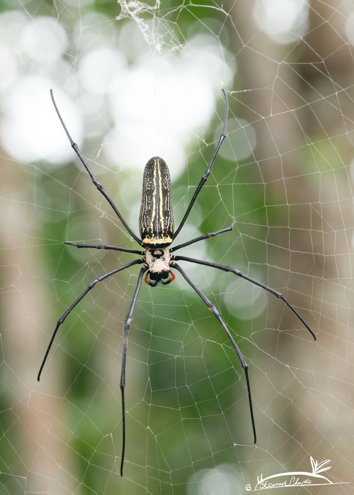 A photo of a large Orbweaver spider perched in the middle of its web. The long legs are black, with a white thorax and yellow markings. Its abdomen has thin longitudinal black and white markings.