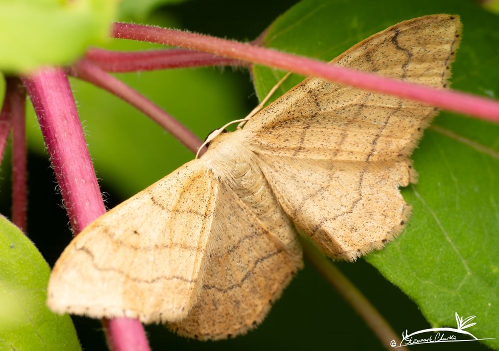 A photo of a beige coloured moth that has faint brown lines across its wings