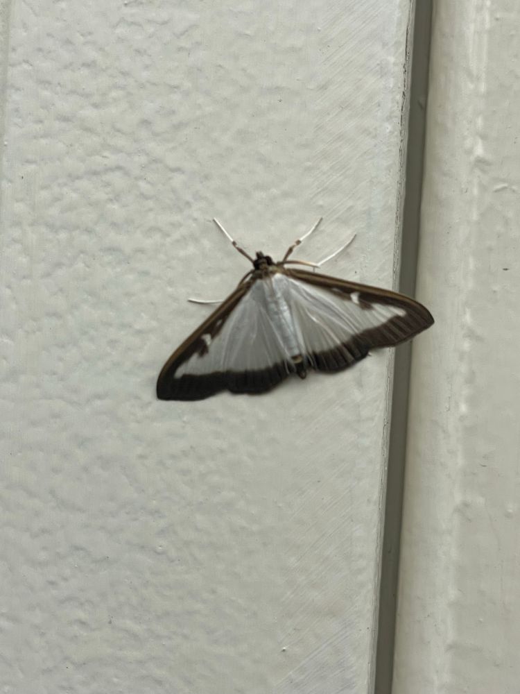 A photo of a moth that is predominantly white with a black border around it