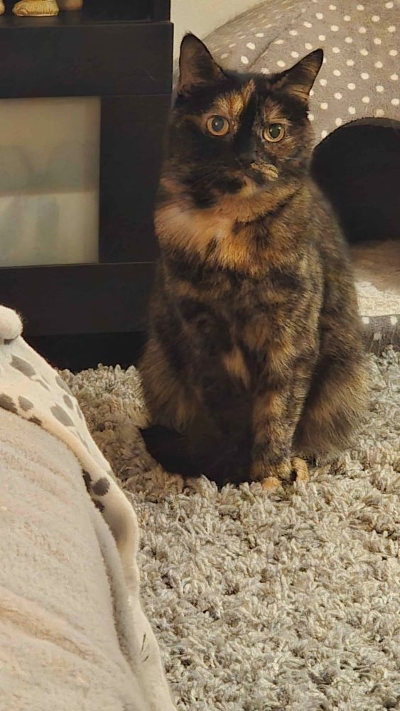 A picture of Kaito's cat Muffin sitting and looking adorably. She has dark and light brown fur and short hair.