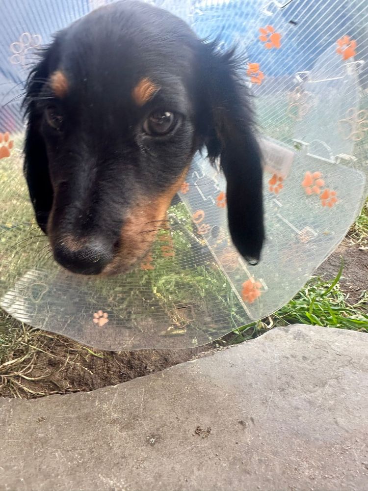 Ein kleiner Dackel, welcher einen durchsichtigen Halskragen mit orangenen Pfötchen drauf trägt, blickt in die Kamera. 