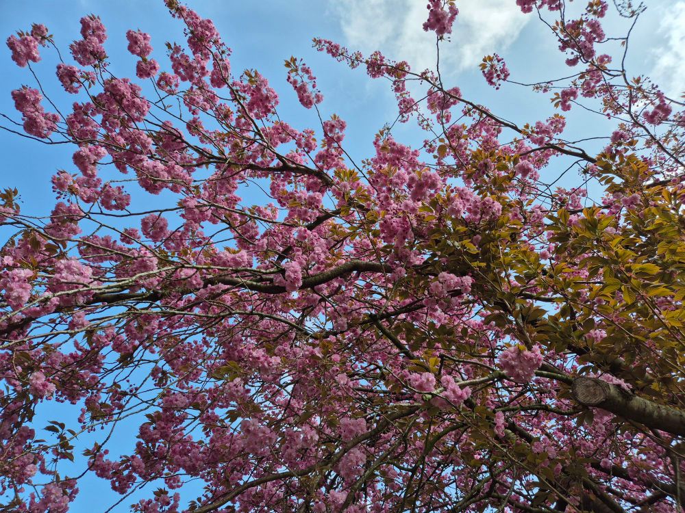 Zweige eines blühenden Baumes vor blauem Himmel.