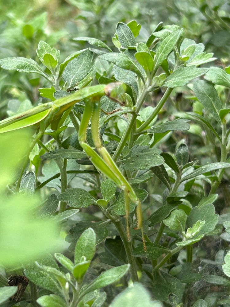 Praying mantis camouflaged in chrysanthemums profile 