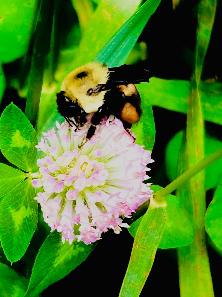 Bee on lavender blooming clover 
