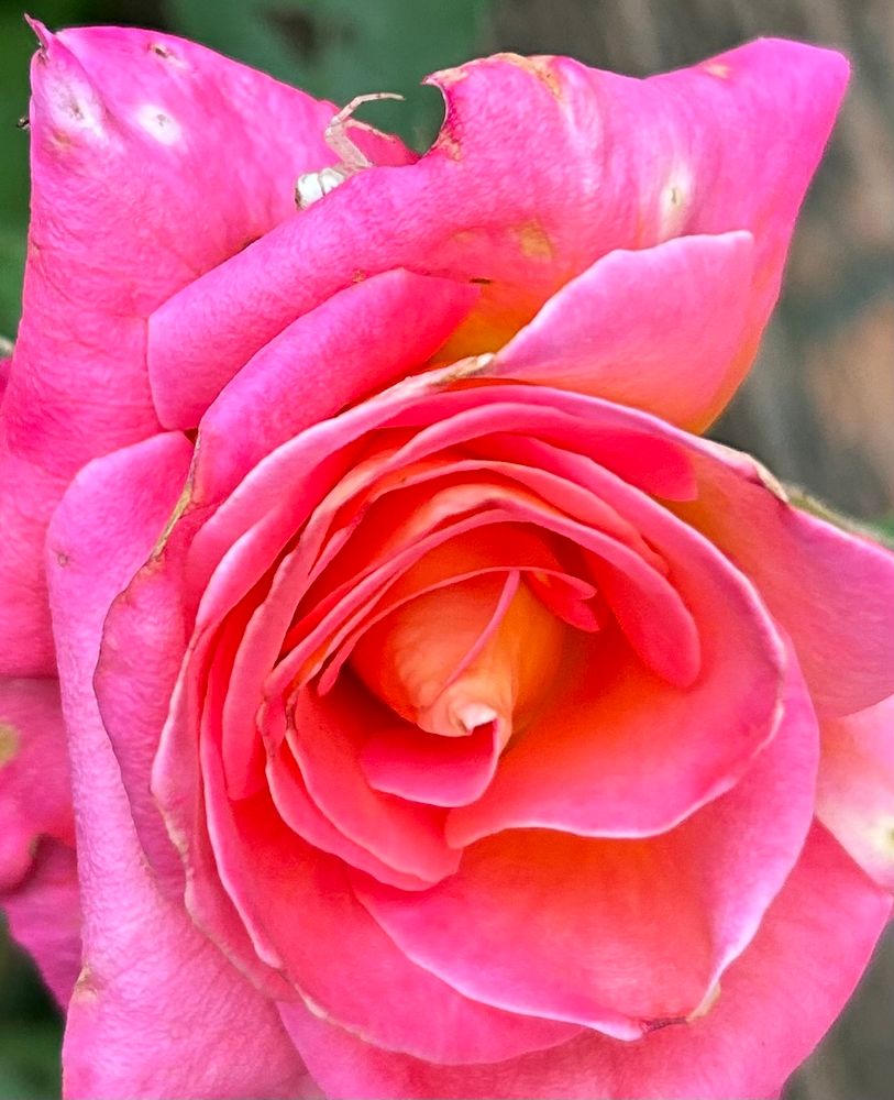 Little white shy spider almost hidden behind petals of a pink rose bloom 
