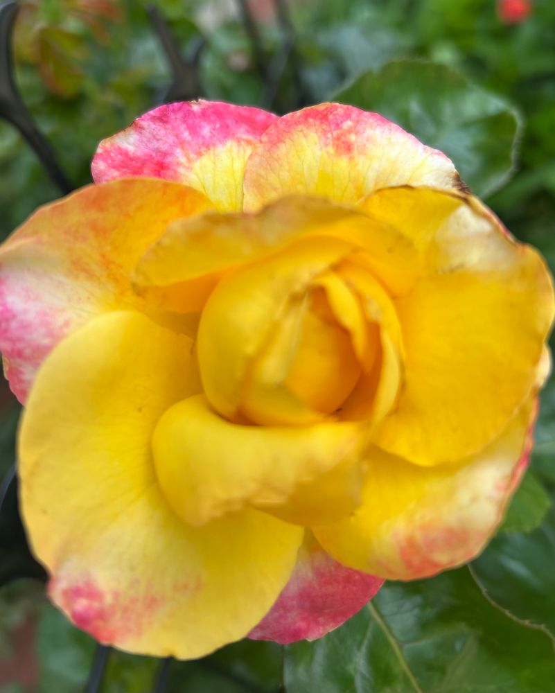 Deep yellow rose bud unfurling petals with medium pink outer petal edges 