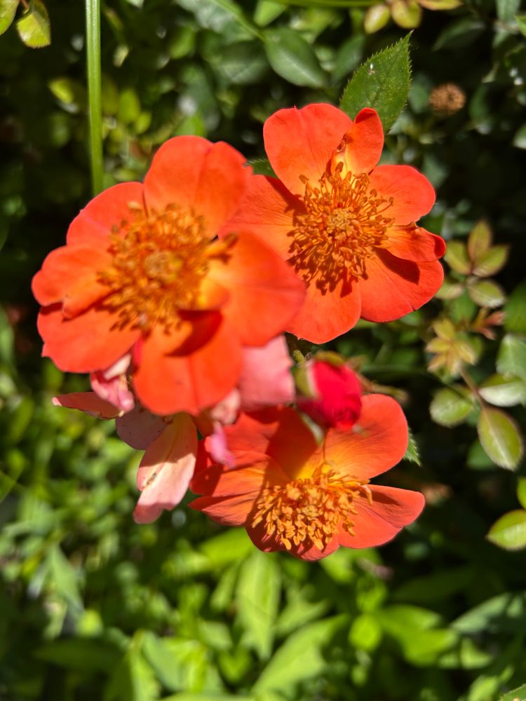 Orange rose blooms 