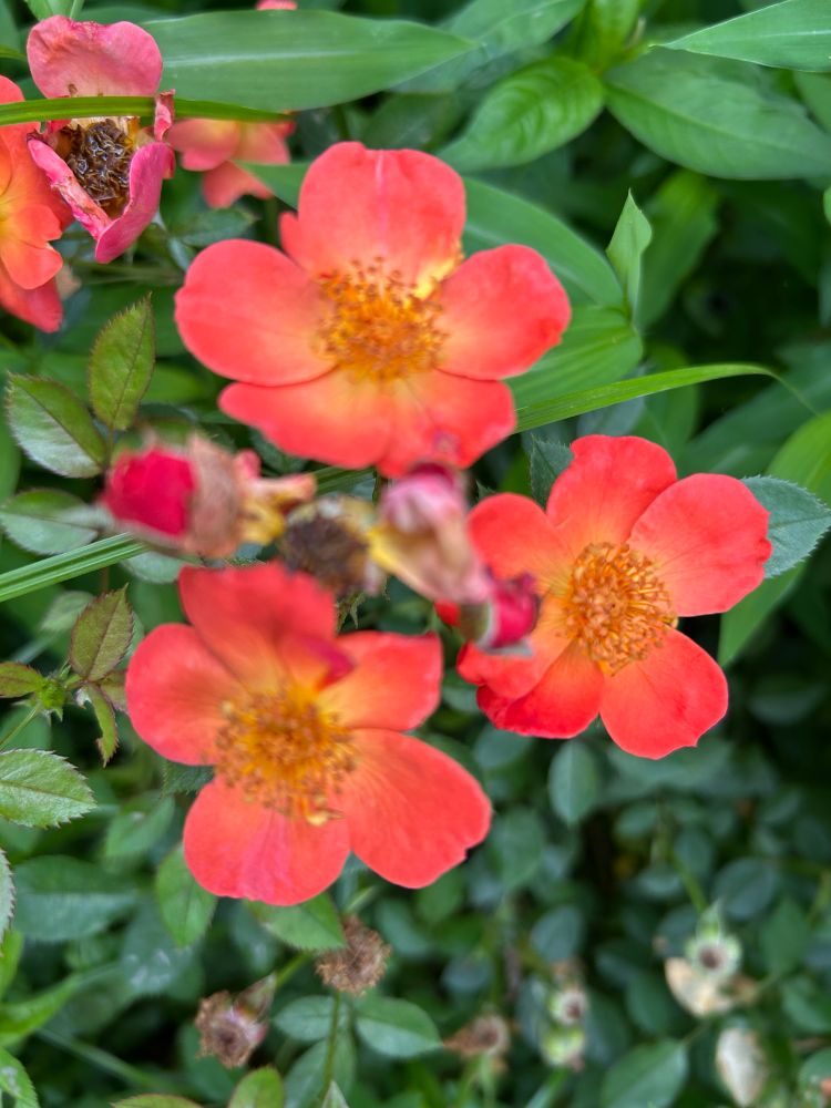 Small trio of sunset petal rose blooms 