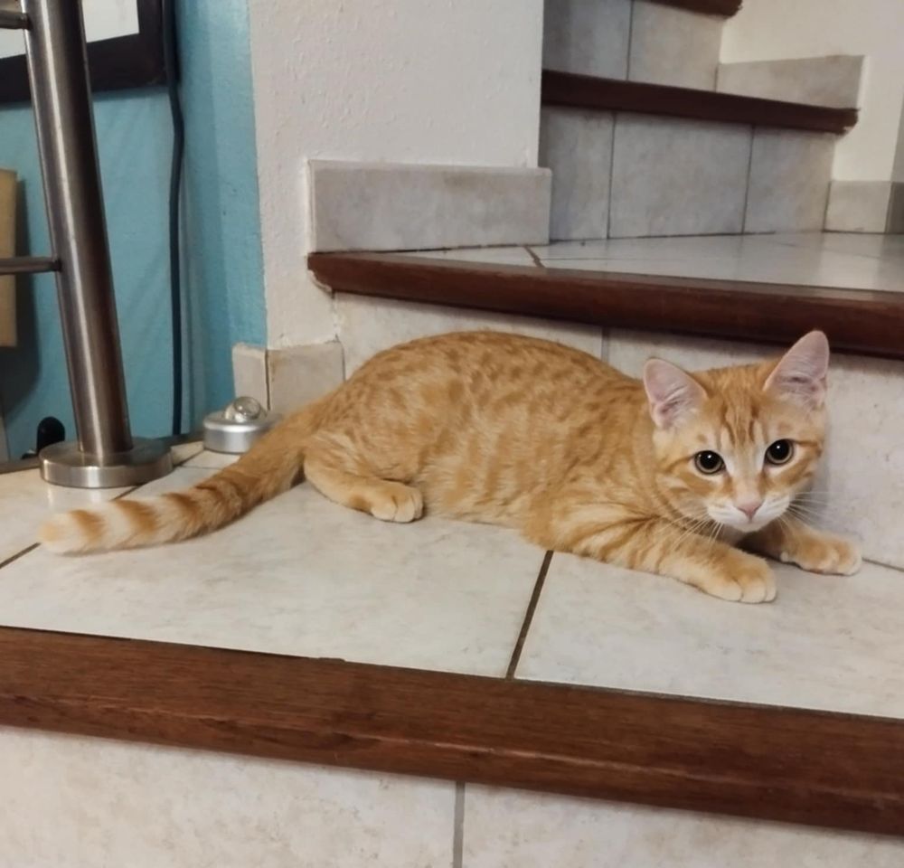 Salto - the latest member of the K cat family. He's a pale ginger and has a lot to say for himself.