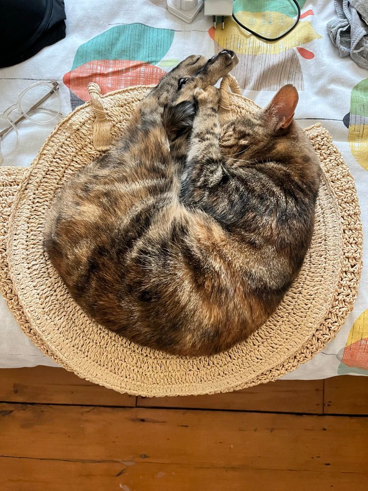 A sandy brown tabby cat curled up in a circle on a yellow round beach bag with her little feets poking out 