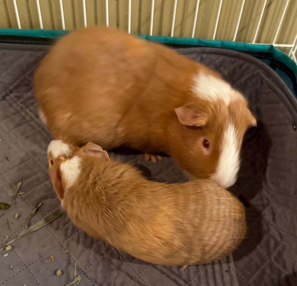 Two brown and white guinea pigs circling each other