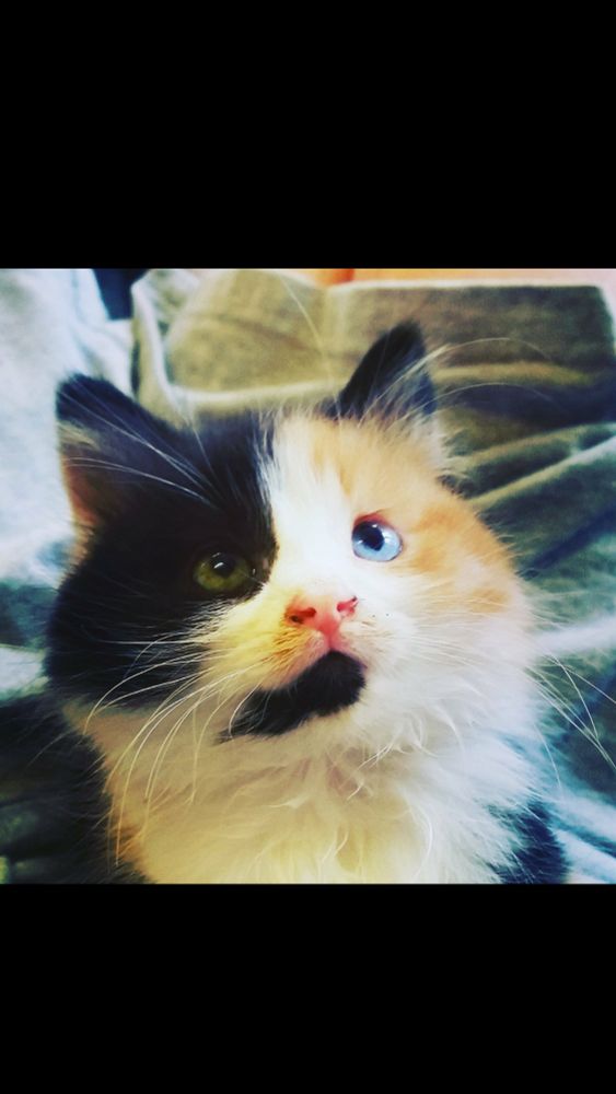 A tortoiseshell and white kitten with a pink nose and odd coloured eyes.