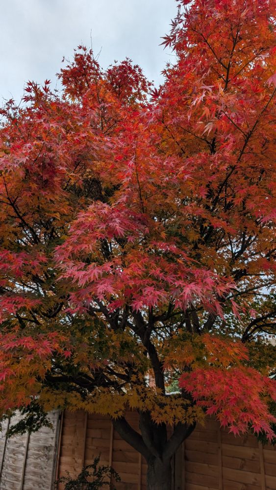 A Japanese maple tree with the leaves turning various hues of red, pink and gold.