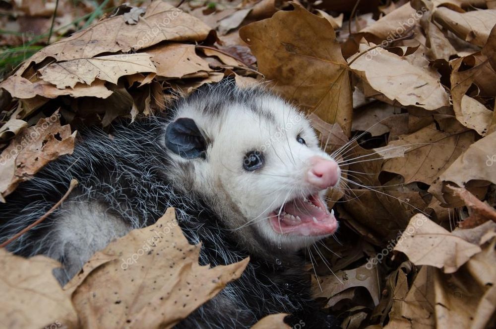 A startled possum in a pile of leaves used for the “existential possum” meme