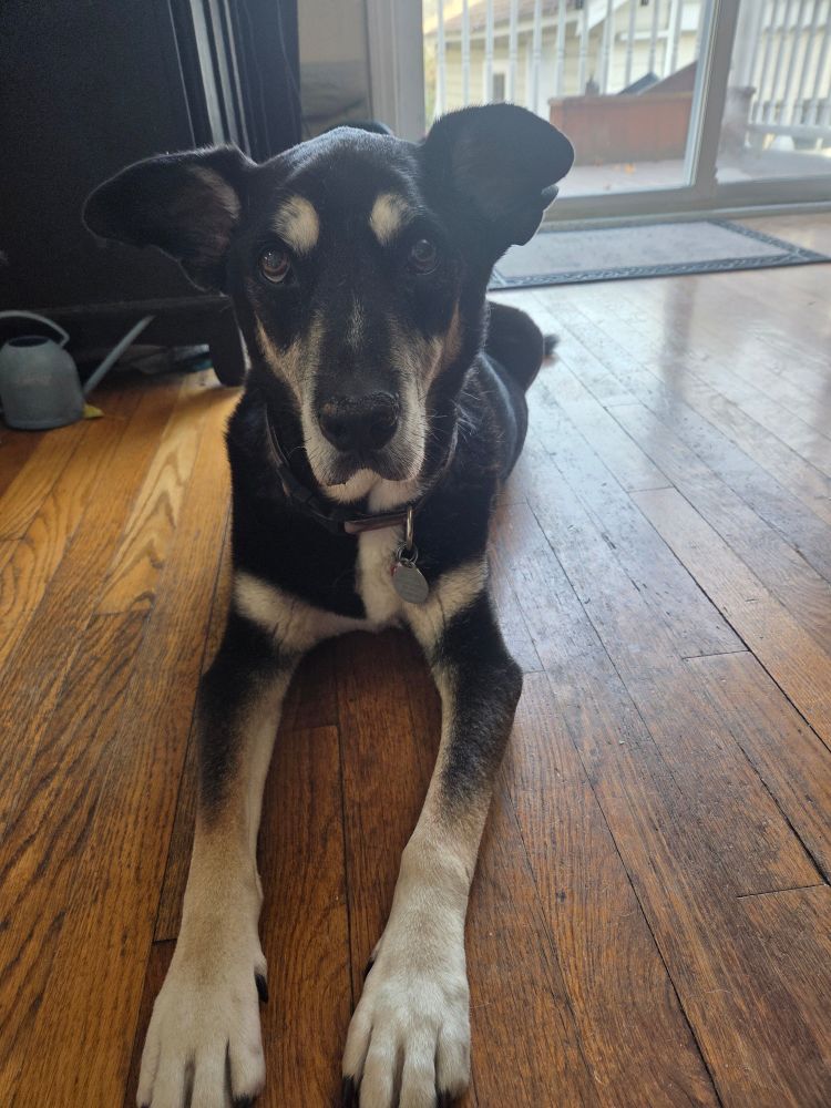 A picture of an adorable black, white, and brown doggo taken the other other when he was a bit stoned on the cbd.