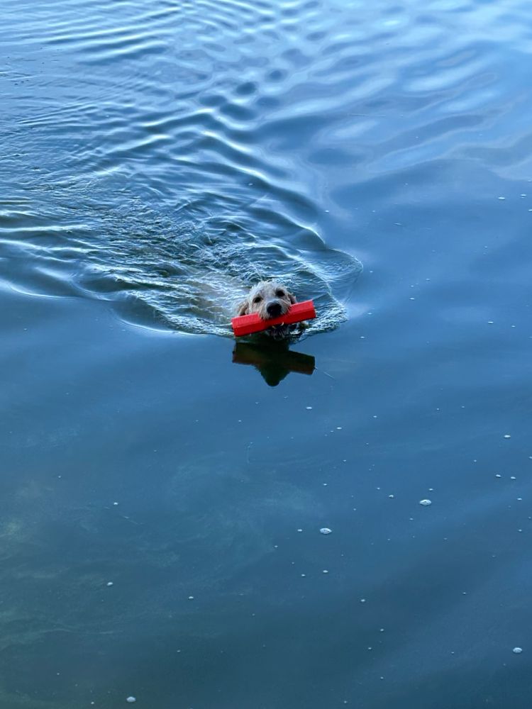 Dog swimming with decoy