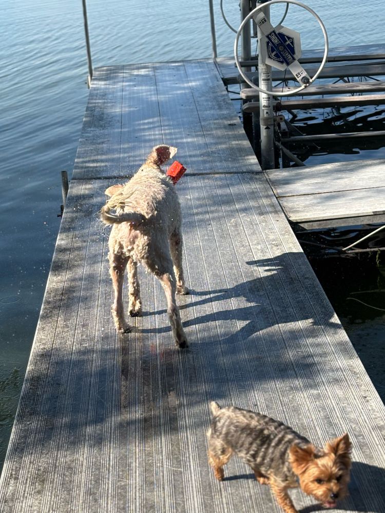 Dog shaking off water while small dog gets clear