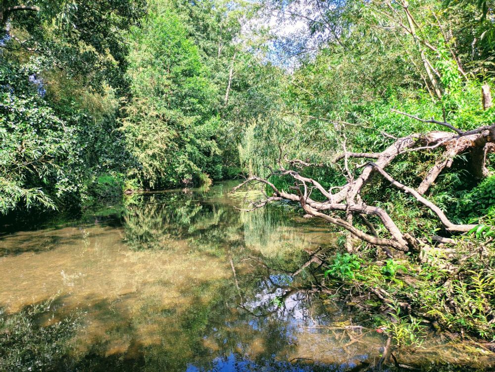 River Thames in Port Meadow on a summer's day