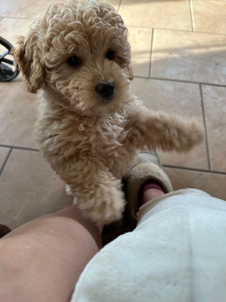 Mini golden doodle puppy.