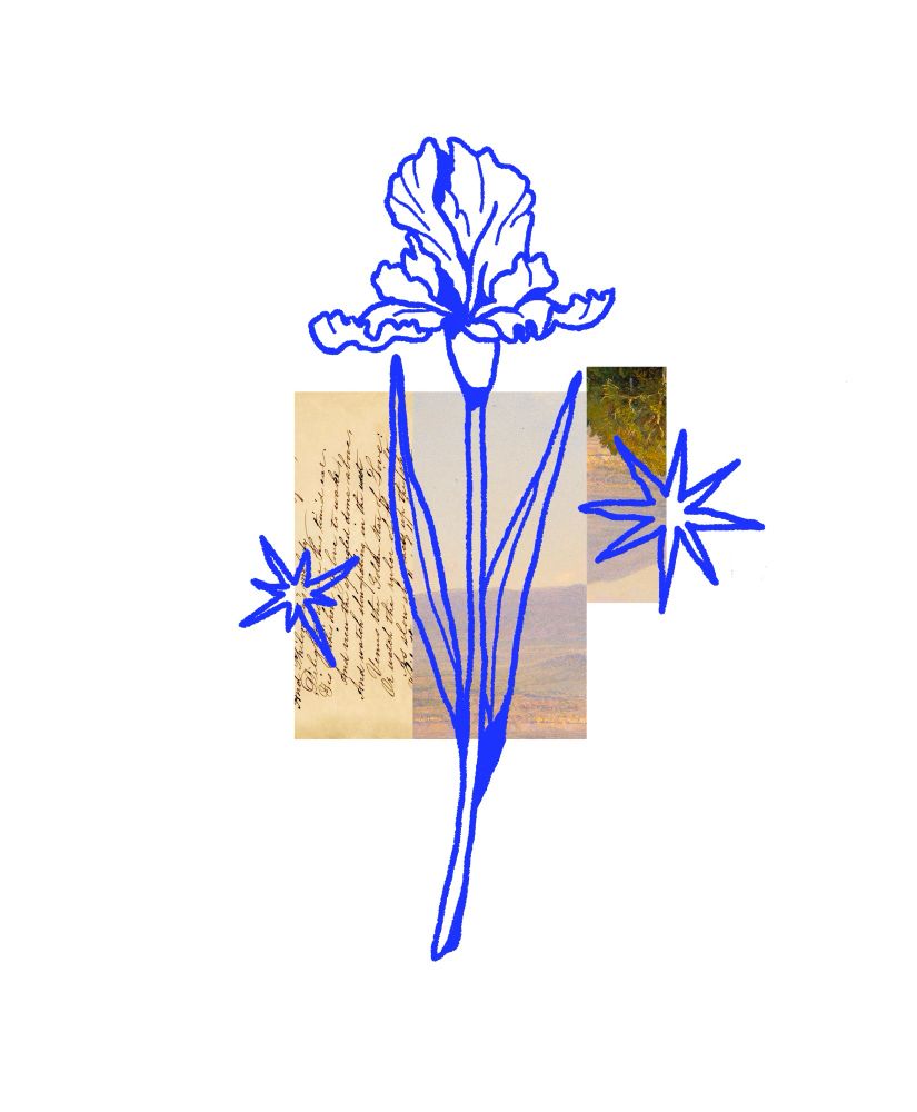 Blue line art sketch of an iris with two stars either side of it, snippets of vintage painting and letter sit in the background.